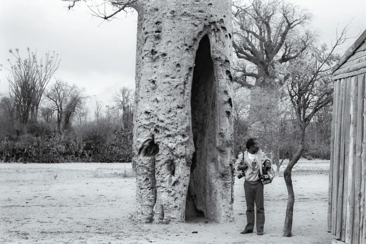 A photographer standing beside a hollow baobab in Madagascar