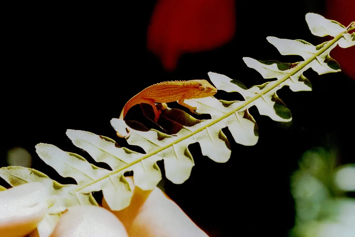 Natural World — photograph by Ndimby Arnold Georges Andriananjason