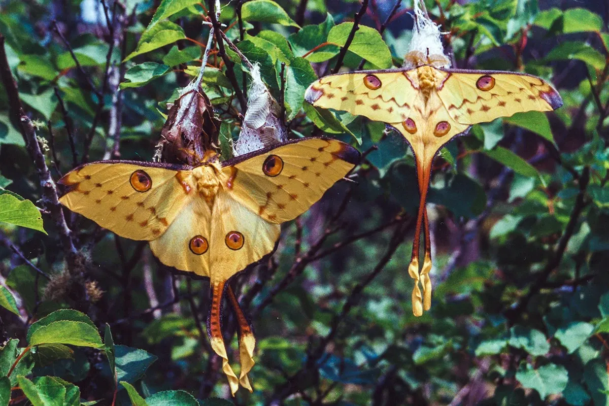 Natural World — photograph by Ndimby Arnold Georges Andriananjason