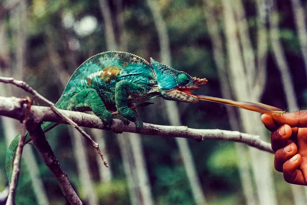 Natural World — photograph by Ndimby Arnold Georges Andriananjason
