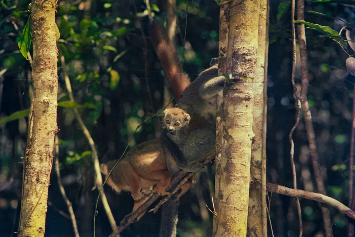 Natural World — photograph by Ndimby Arnold Georges Andriananjason