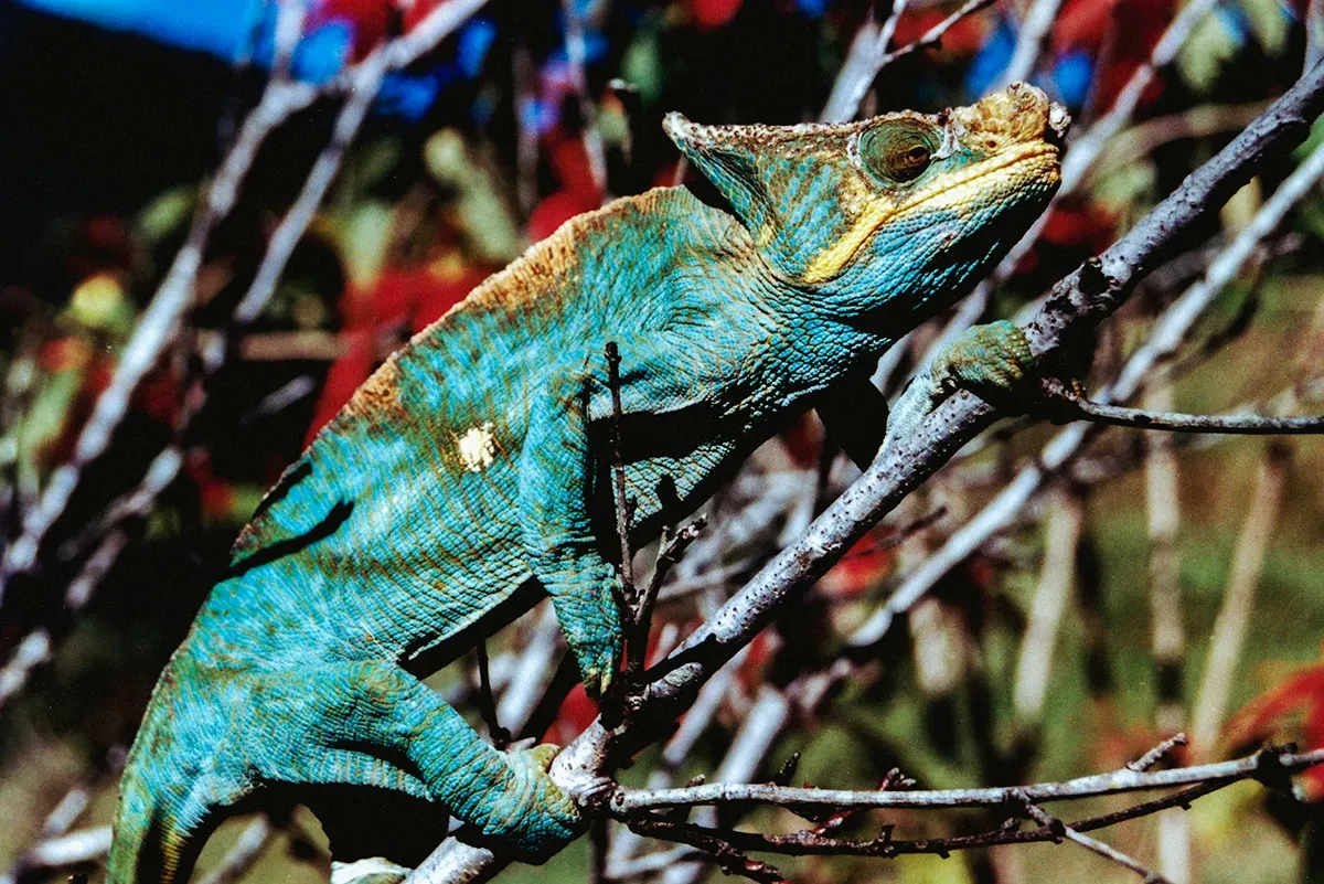 Natural World — photograph by Ndimby Arnold Georges Andriananjason