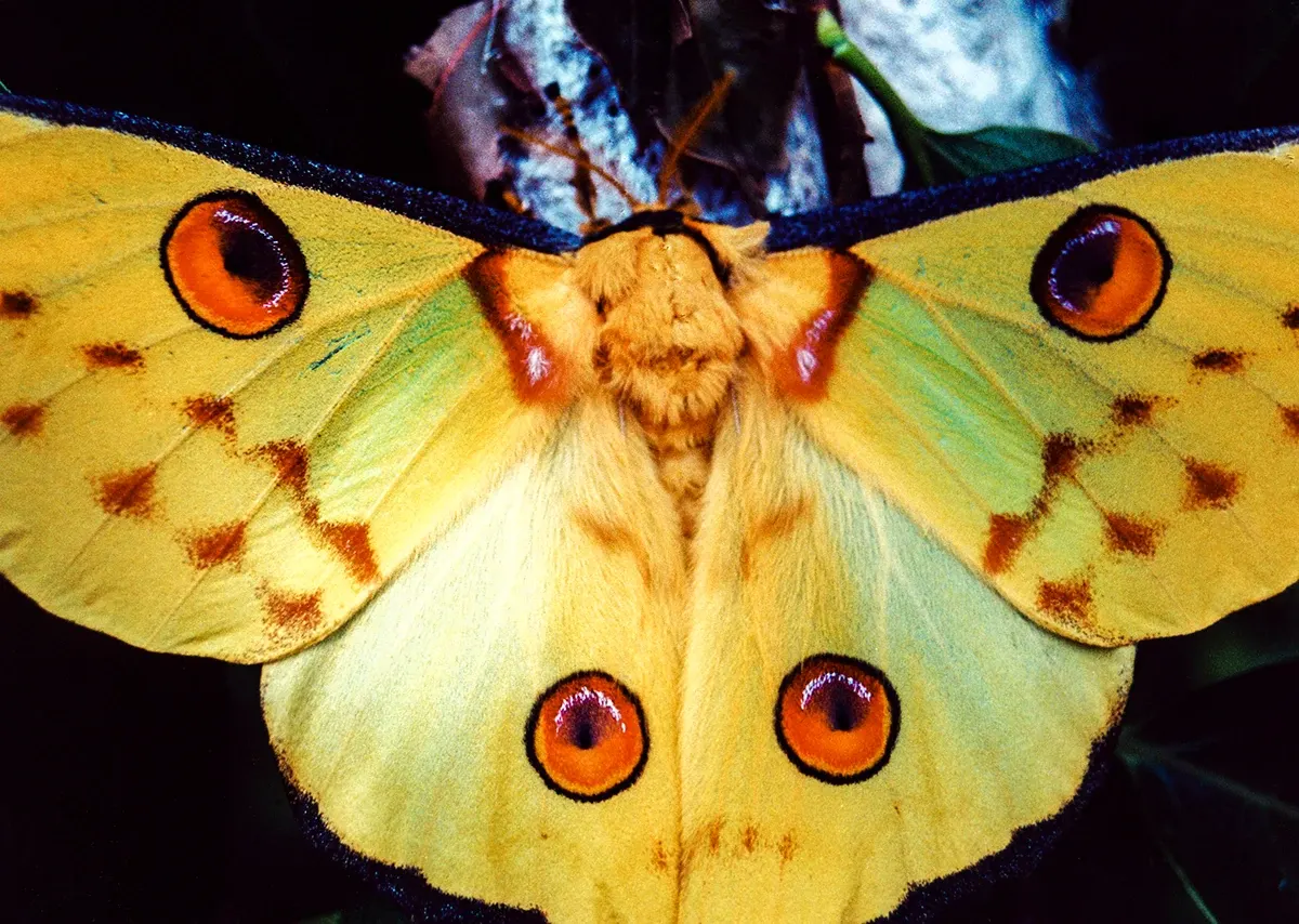 Natural World — photograph by Ndimby Arnold Georges Andriananjason
