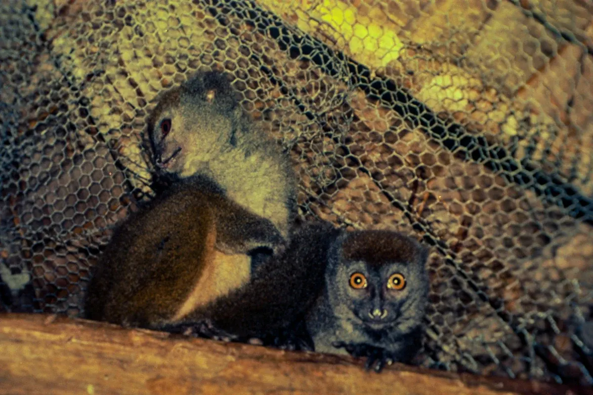 Natural World — photograph by Ndimby Arnold Georges Andriananjason