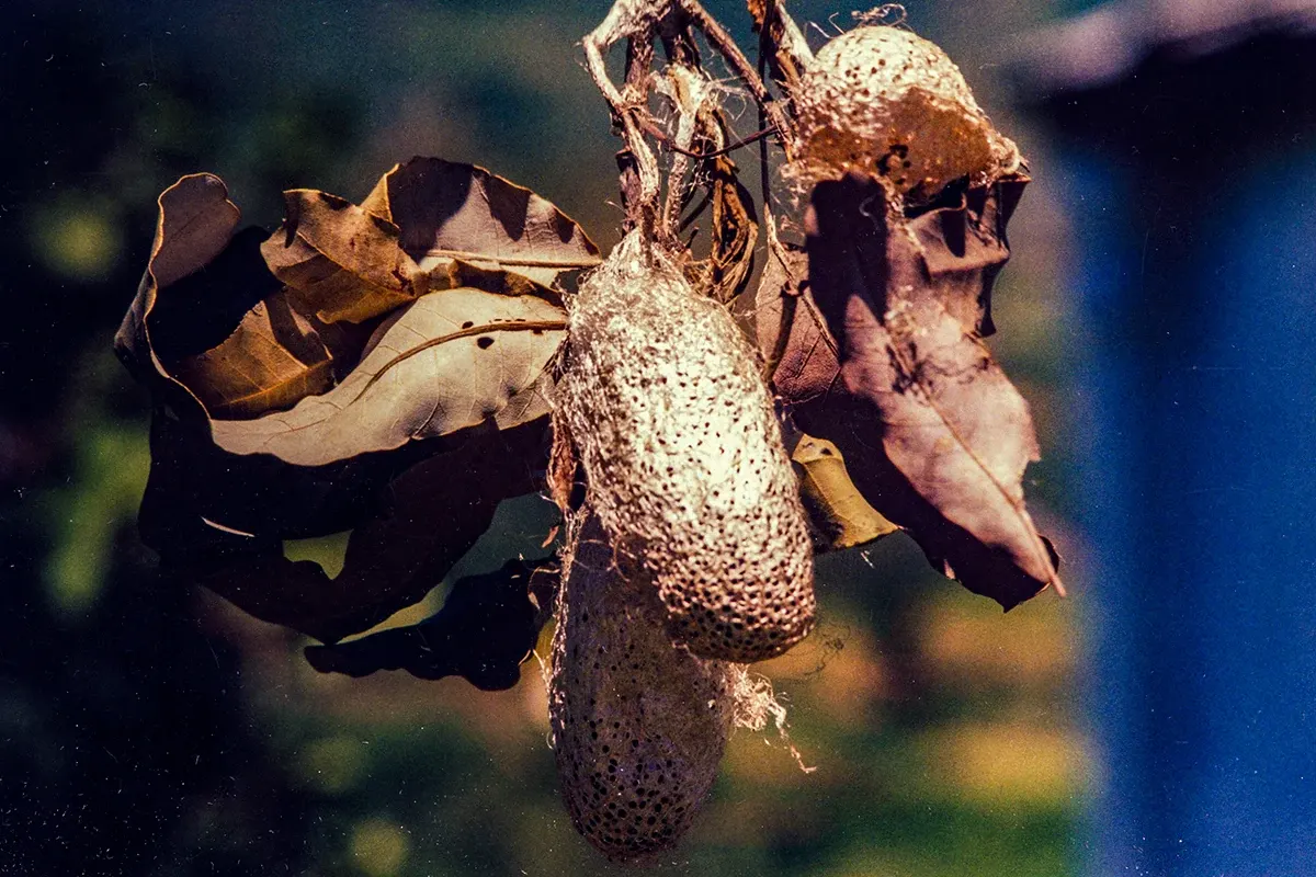 Natural World — photograph by Ndimby Arnold Georges Andriananjason