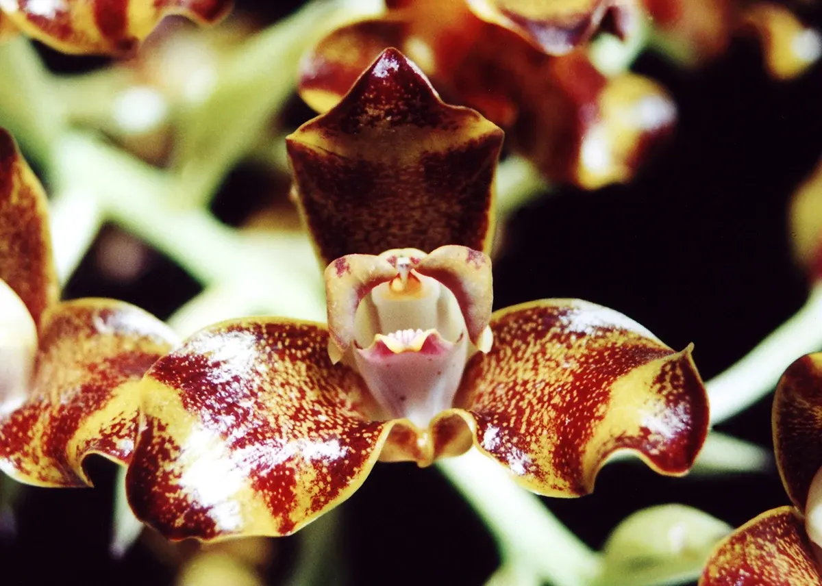 Natural World — photograph by Ndimby Arnold Georges Andriananjason