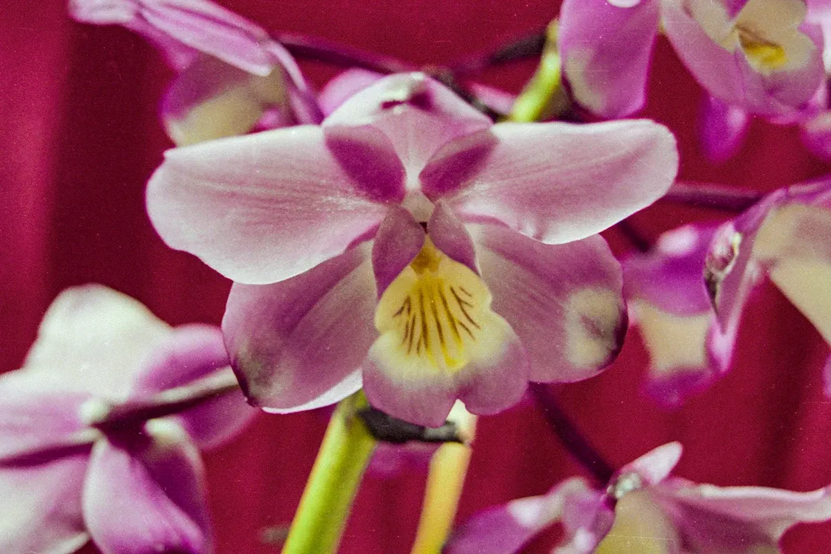 Natural World — photograph by Ndimby Arnold Georges Andriananjason