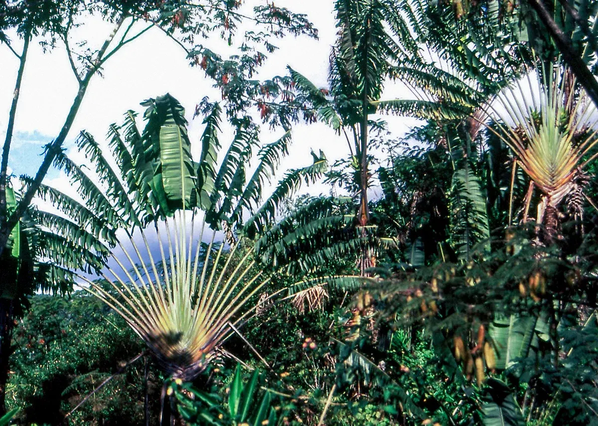 Natural World — photograph by Ndimby Arnold Georges Andriananjason