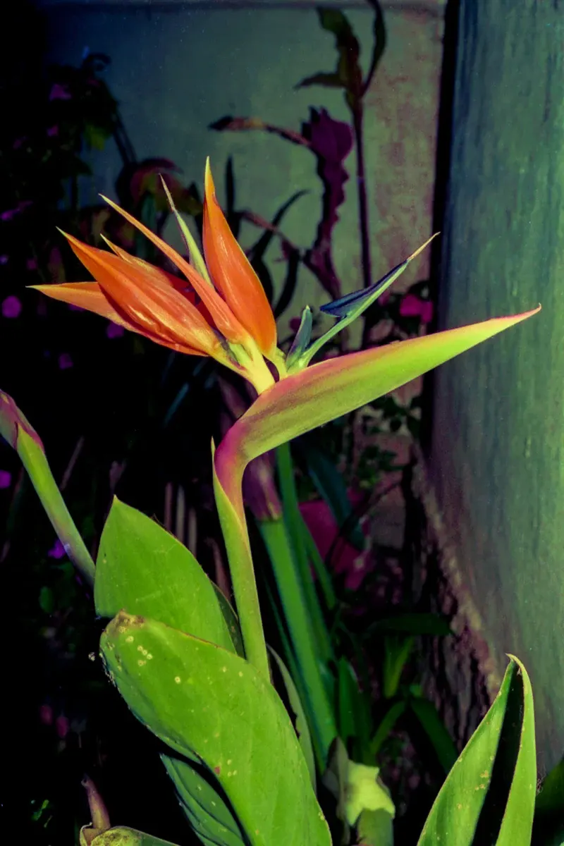 Natural World — photograph by Ndimby Arnold Georges Andriananjason