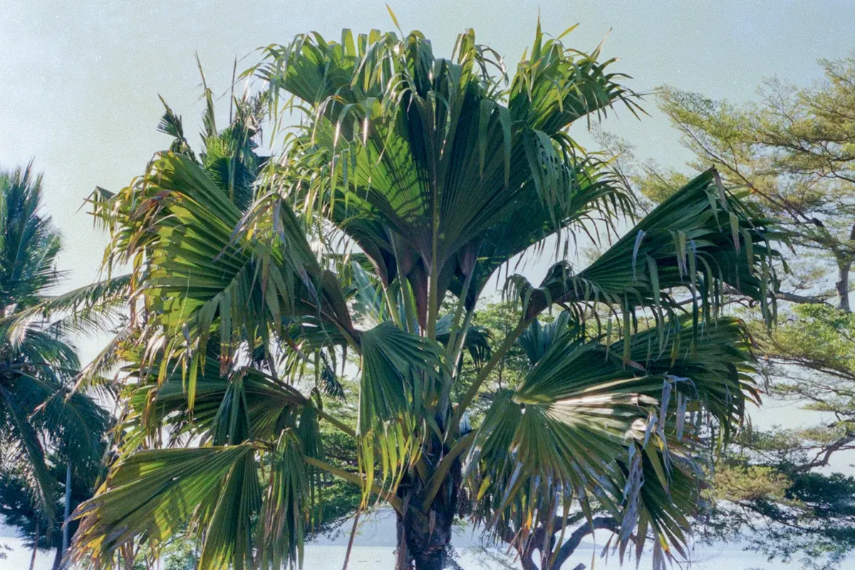 Natural World — photograph by Ndimby Arnold Georges Andriananjason