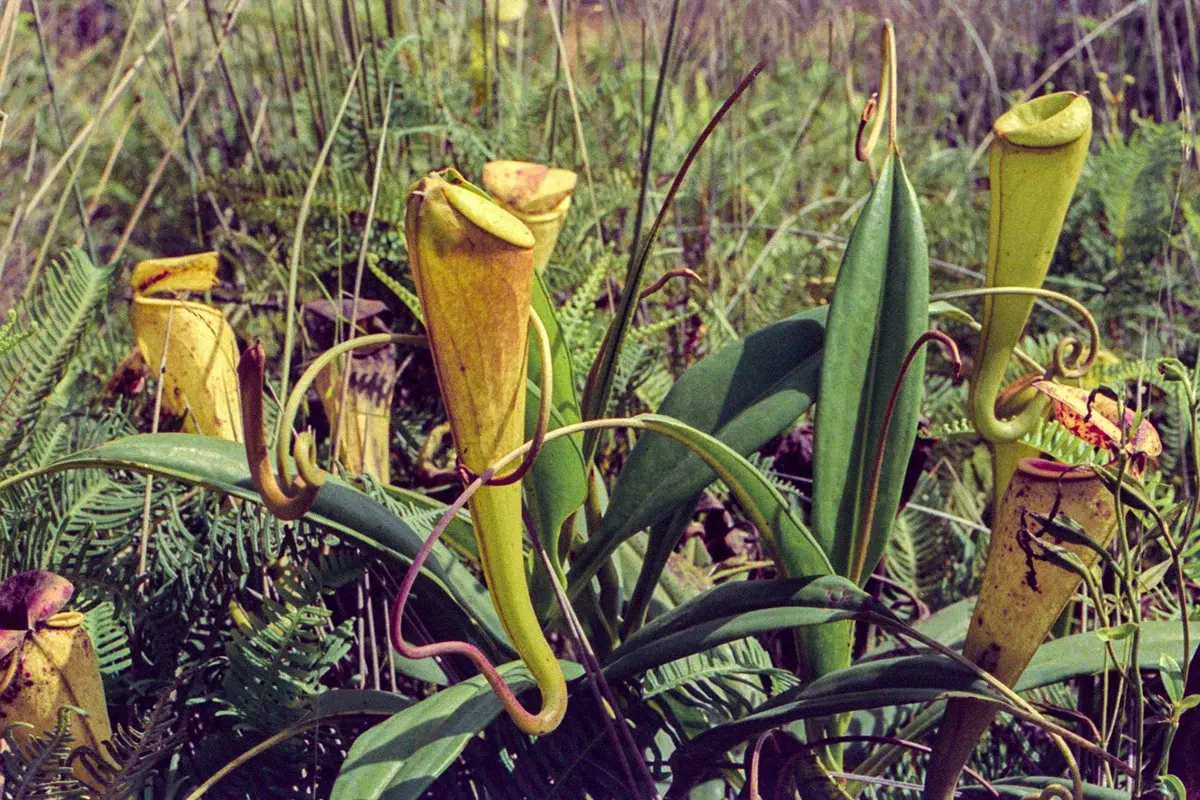 Natural World — photograph by Ndimby Arnold Georges Andriananjason