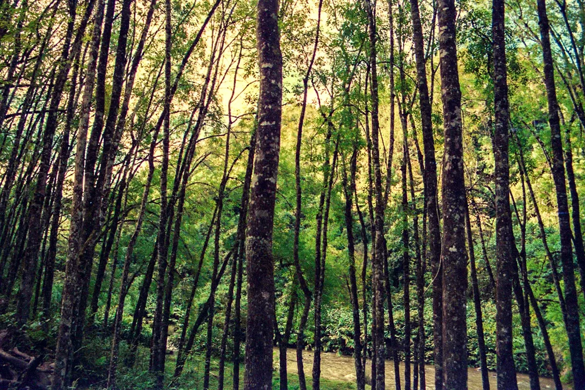 Natural World — photograph by Ndimby Arnold Georges Andriananjason