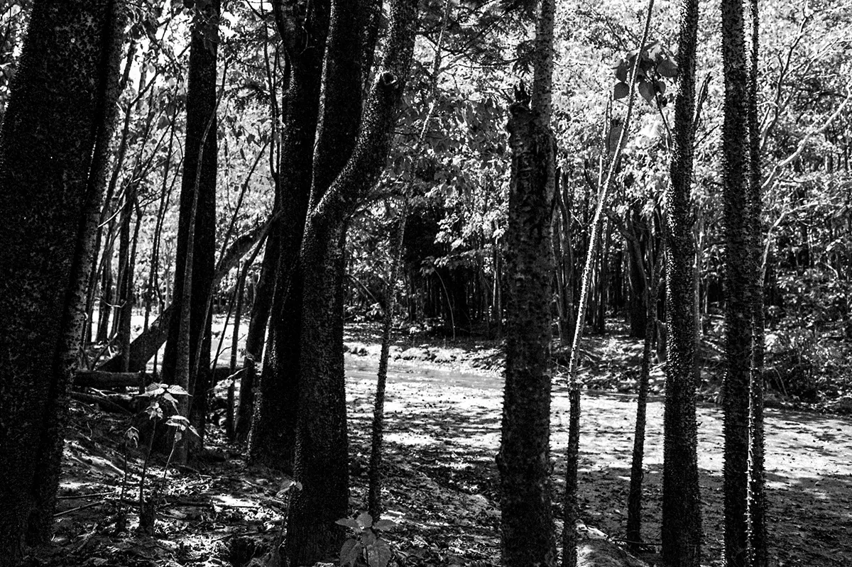 Natural World — photograph by Ndimby Arnold Georges Andriananjason