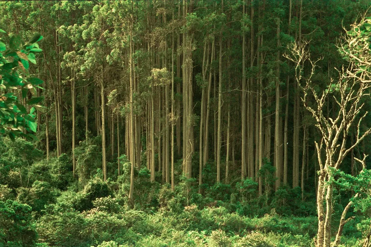 Natural World — photograph by Ndimby Arnold Georges Andriananjason