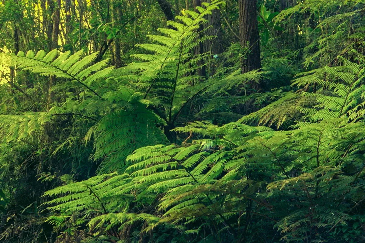 Natural World — photograph by Ndimby Arnold Georges Andriananjason