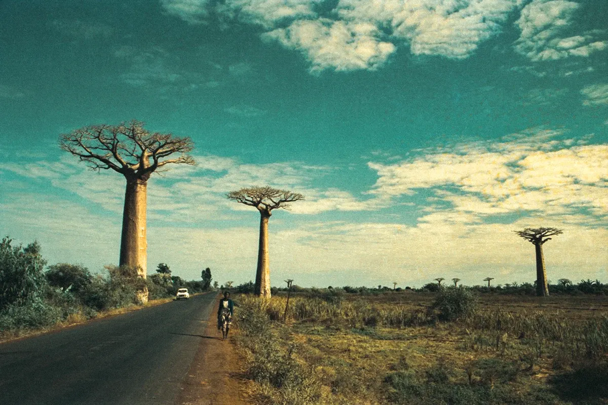 Natural World — photograph by Ndimby Arnold Georges Andriananjason