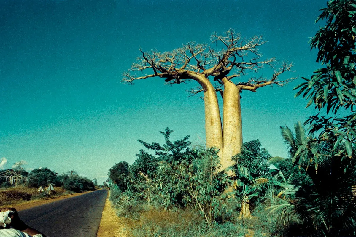 Natural World — photograph by Ndimby Arnold Georges Andriananjason