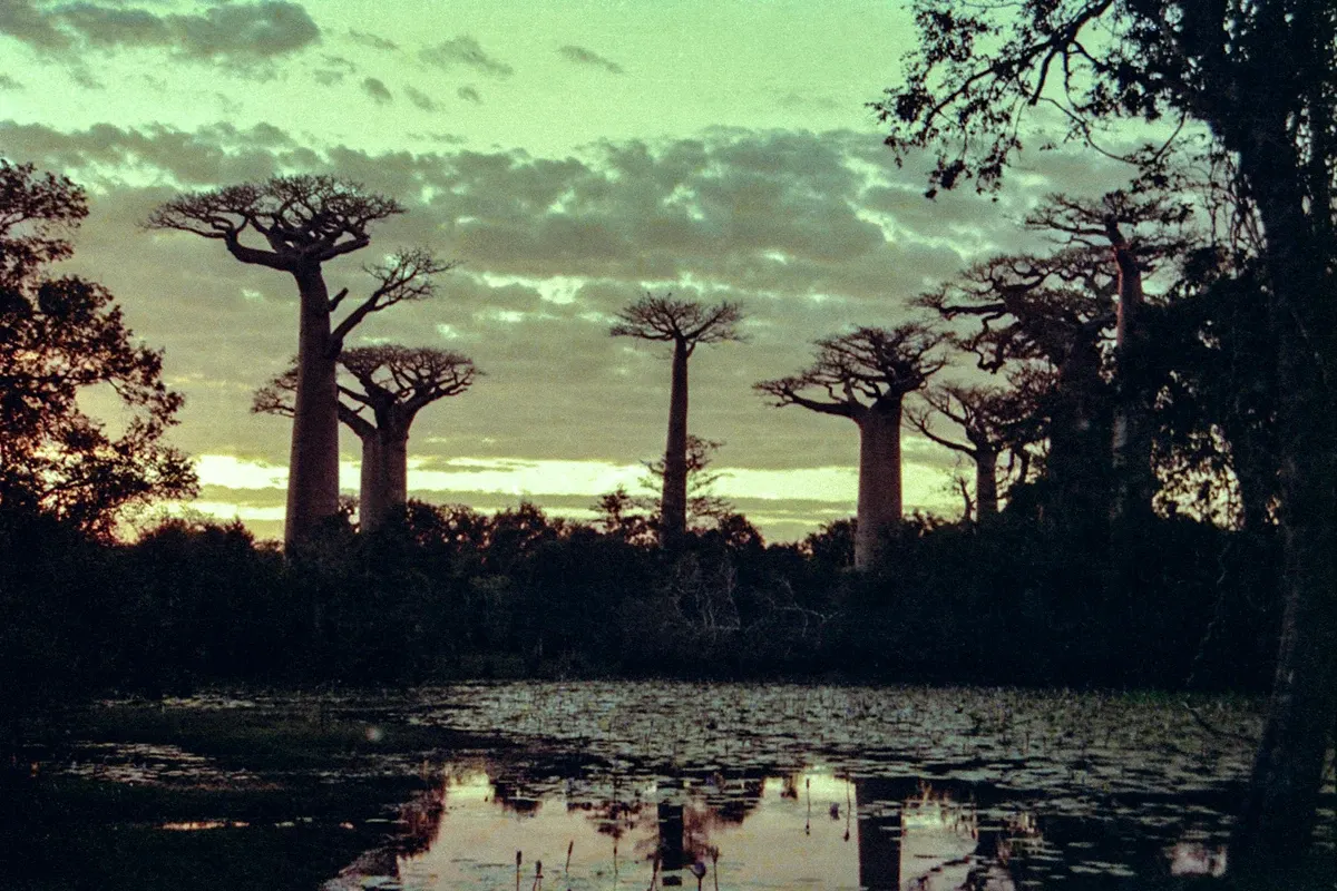 Natural World — photograph by Ndimby Arnold Georges Andriananjason