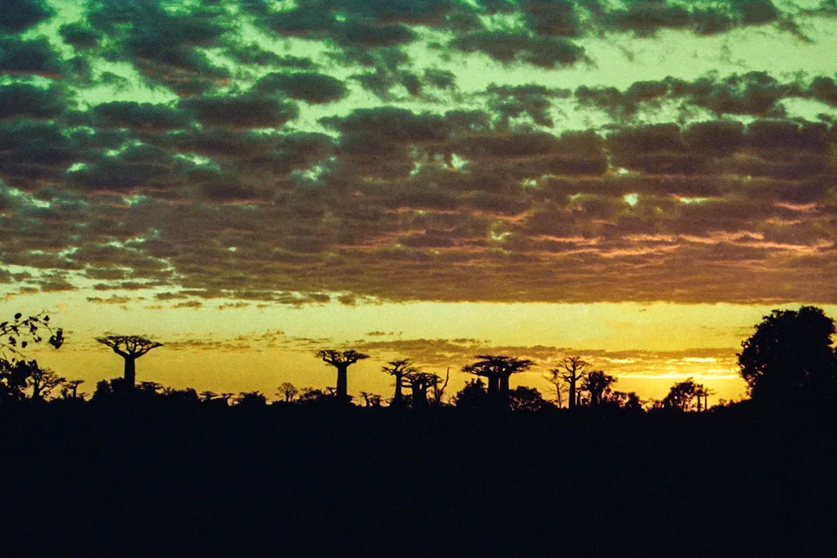 Natural World — photograph by Ndimby Arnold Georges Andriananjason
