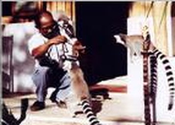Ndimby Andriananjason photographing ring-tailed lemurs in Madagascar